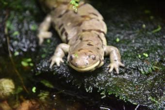 Tiger Salamander Care Guide For Your Pet Amphibian Lovetoknow Pets