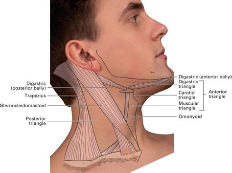 Triangles Of The Neck