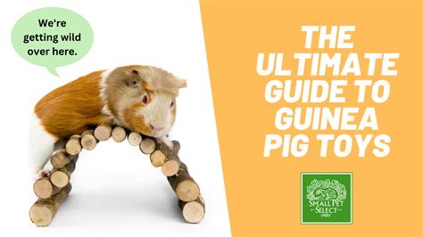 The Ultimate Guide To Guinea Pig Toys Small Pet Select Blogs Small
