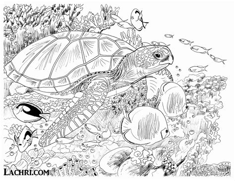 Drawing Book Upload Image di 2020 | Adult coloring pages, Gambar