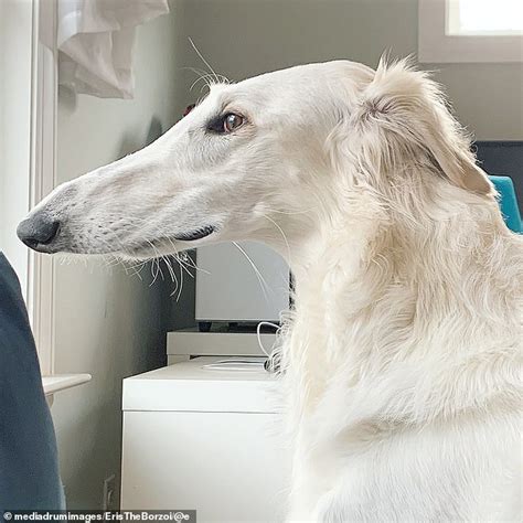 Virginia Dog Believed To Have Longest Nose In The World Daily Mail Online