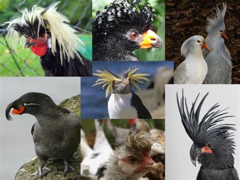 The Dark Secrets Of The Bird World — Wait But Why