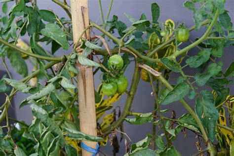 Fusarium Wilt Of Tomatoes