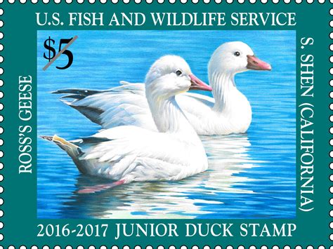 Federal Junior Duck Stamp Art
