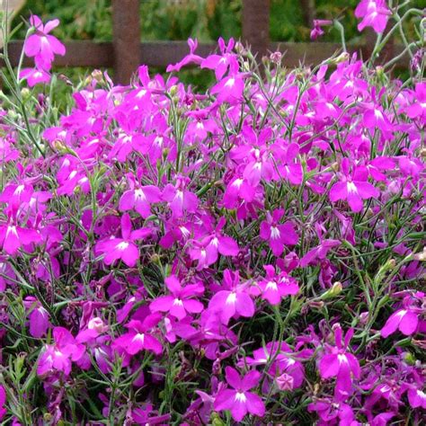 Lobelia California Purple J Parker Dutch Bulbs