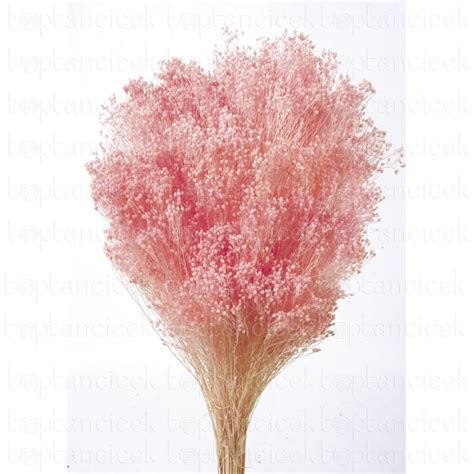 Zli Kuru I Ek Broom Bloom Pink Thal Spanyol R N Thal