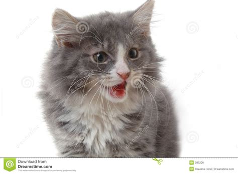 More than 800,000 products make your work easier. Talking cat stock photo. Image of talking, nature, medium ...