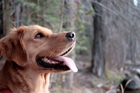 Découvrez sur action.com l'assortiment chien d'action. Mon Chien Maigrit, Pourquoi