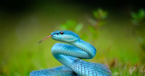 Las Serpientes M S Impresionantes De La Naturaleza Listo