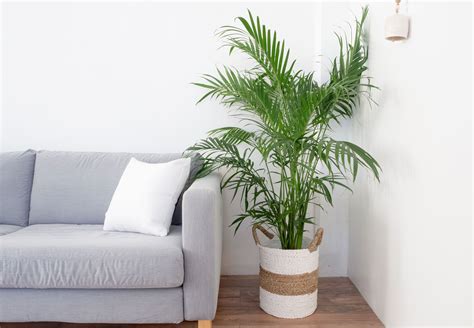 Palm Trees Indoor Plant Care And Growing Guide