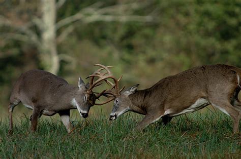 Deer Fighting Stock Photos Pictures And Royalty Free Images Istock