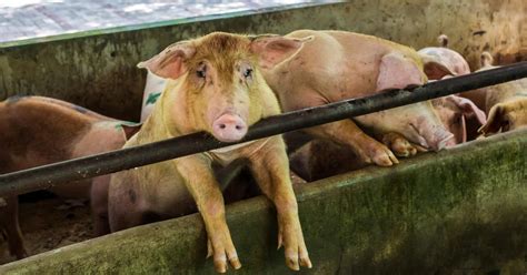 Clearing The Air About Factory Farming And Ag Gag Laws