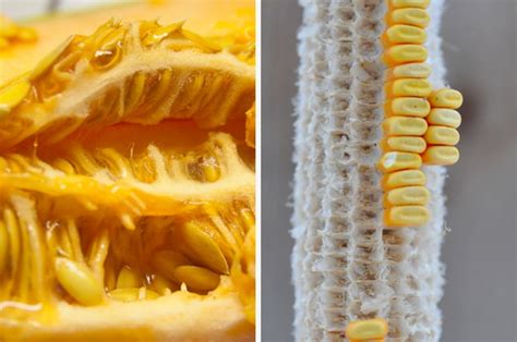23 Disturbing Pictures Of Food With Holes That Will Make Your Skin Crawl