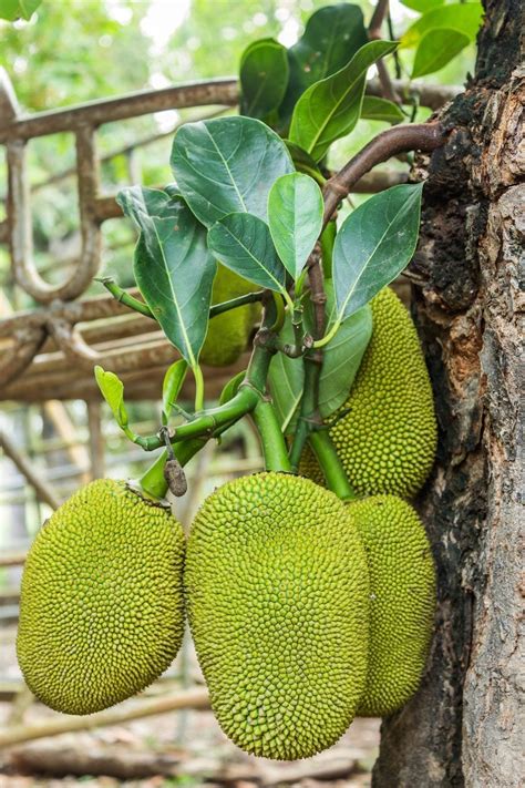 Tips For Picking Jackfruit Learn How To Harvest Jackfruit Trees