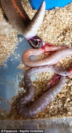 Viewers Baffled By Video Of Pregnant Boa Giving Birth Daily Mail Online