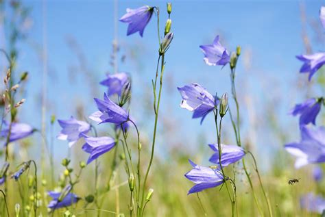 Grow Beautiful Campanula From Seed A Step By Step Guide Thearches