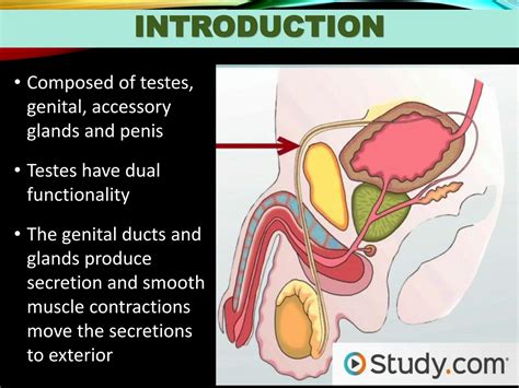 Solution Reproductive System Histology Studypool