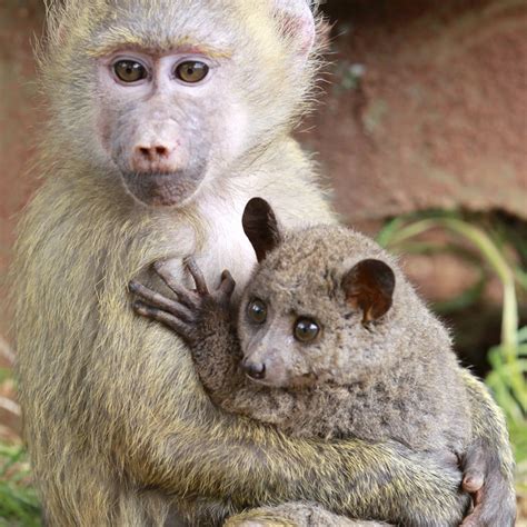 Interspecies Love The 30 Most Unlikely Adorable Animal Pairs Public