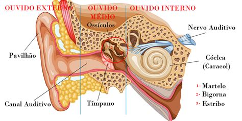O Que é Membrana Timpânica Qual Seu Papel Na Audição