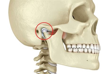 Fisioterapia Y Recuperaci N De La Articulaci N Temporomandibular Atm