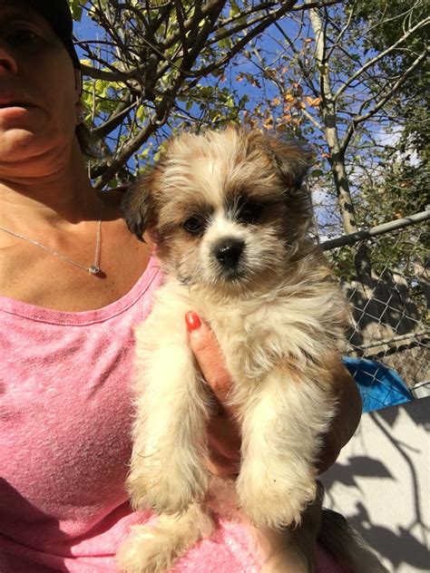 Gain access to our weekly sales/promo pricing on select pups 5. Shih Tzu Puppies For Sale | Berlin, CT #252511 | Petzlover