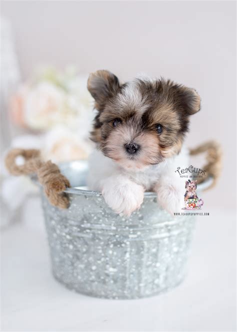 Teacup Biewer Yorkie Puppies Teacup Puppies And Boutique
