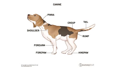 Canine Anatomy Anatomy Of A Dog Canine Muscles And Skeleton