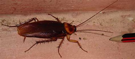 American Cockroach Bite
