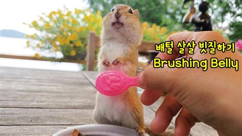 다람쥐 버찌 빗질 해주기 Brushing Chipmunk Bujji Youtube