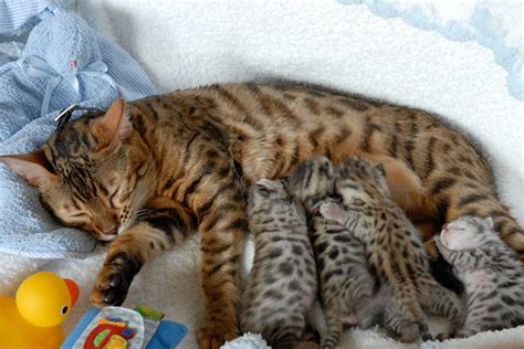 Hermosas Imágenes Para Descargar De Gatitos Con Sus Crias