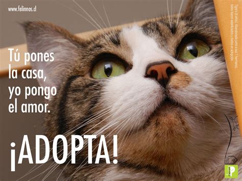 Campañas Adopta Gatos Gatitos Divertidos Mascotas