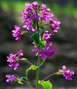 If purple is what you've decided on, you're in luck: Purple Flower Names - Enlisted With a Beautiful Photo ...