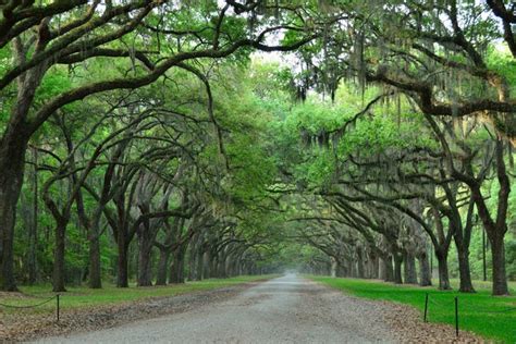 29 Most Beautiful Places In Savannah Ga Images Backpacker News