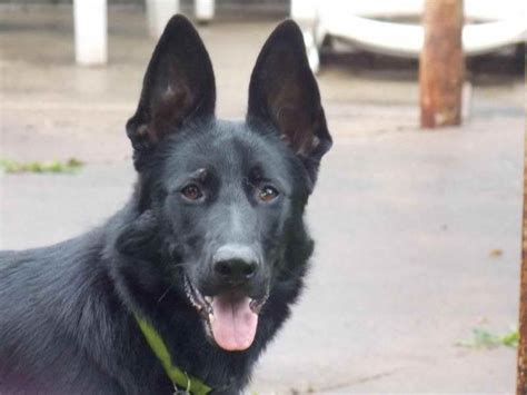 We serve the midwest region of the united states including indiana, michigan and ohio with our amazing gsd puppies. German Shepherd Puppies Green Bay Wi | PETSIDI