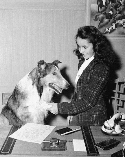 The True Story Of Lassie Americas Classic Collie Barkpost Edward