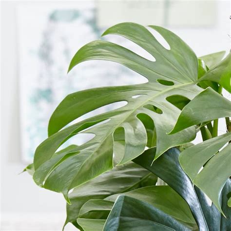 Swiss cheese plant, after reaching maturity, has broad leaves that can measure nearly three feet across. Buy swiss cheese plant Monstera deliciosa: Delivery by Crocus