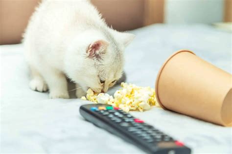 Can Cats Eat Popcorn Is This Safe For Your Cat To Eat