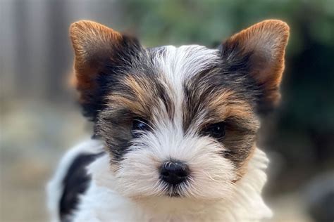 If you're owner of a yorkshire terrier, or you're thinking about getting a yorkie puppy, you're probably wondering what you should be aware of regarding how to care for their health. 10 Best Dog Foods For Yorkies (2021 Guide)