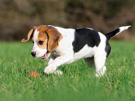 Shih tzu, basset hound, beagle, mastiff, pekingese, bloodhound, chow chow, american bulldog. Top 10 Cutest Puppy Dog Breeds - Boldsky.com