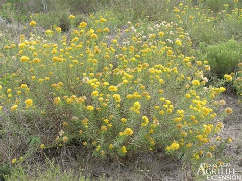 Plants Of Texas Rangelands Drummonds Goldenweed