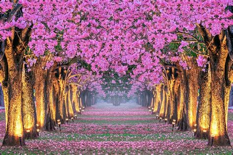 Des Arbres Parc Printemps Sakura Ruelle Floraison Corée Rose