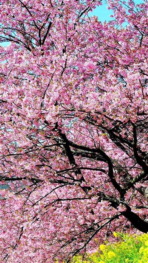 Aesthetic Cherry Blossom Night Wallpaper Allwallpaper