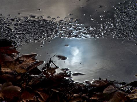 Winter Rain I Reflections In Rain Puddles Color Photograph By Luise