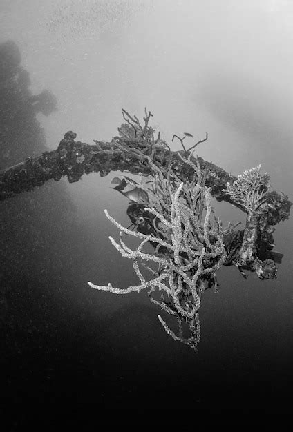 Premium Photo Egypt Red Sea Finger Sponges On The Wreck Of A Sunken