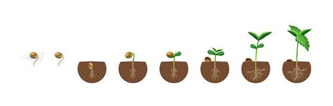 The Cannabis Growing Stages Explained Paradise Seeds
