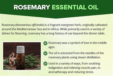 Rosemary Essential Oil Benefits Uses And Best Company To Buy From