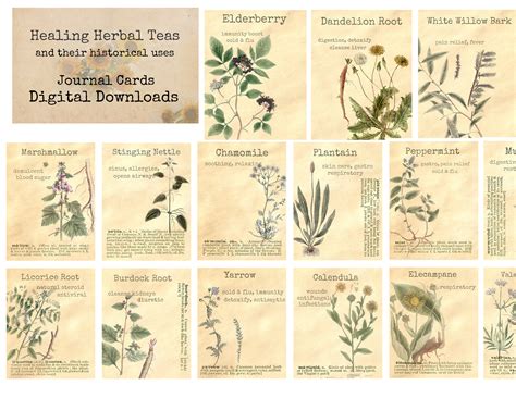 Healing Herbal Teas Ephemera Classics Printable Images Etsy