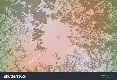 24 Forest Treetops Looking Up Stock Illustrations Images And Vectors