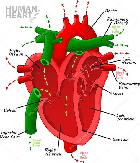 Anatomía Del Diagrama Del Corazón Humano 2022