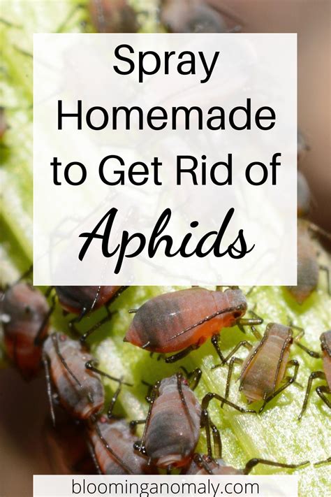 Aphids Love To Make Their Home On Roses And Other Plants In Your Garden